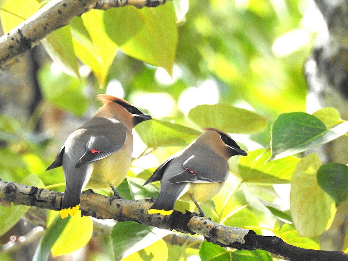 Cedar Waxwing - ML636590402