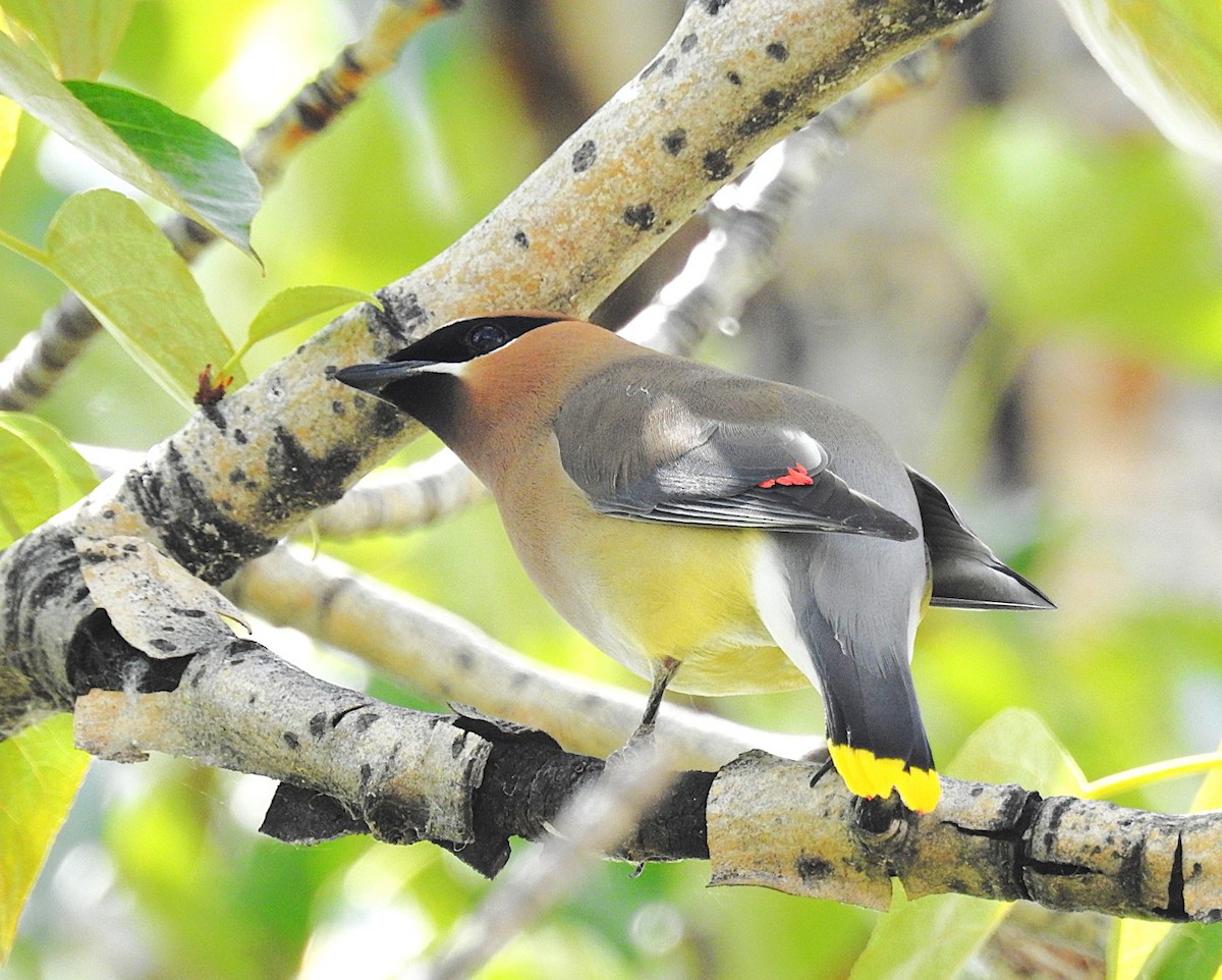 Cedar Waxwing - ML636590403