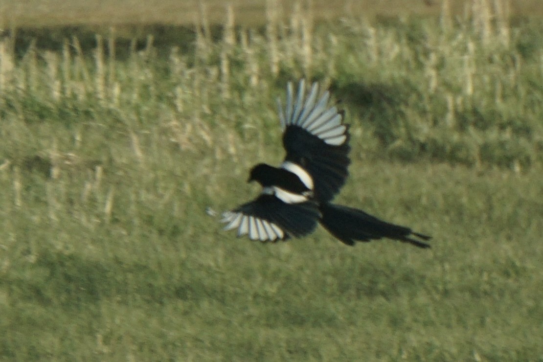 Black-billed Magpie - ML636590455