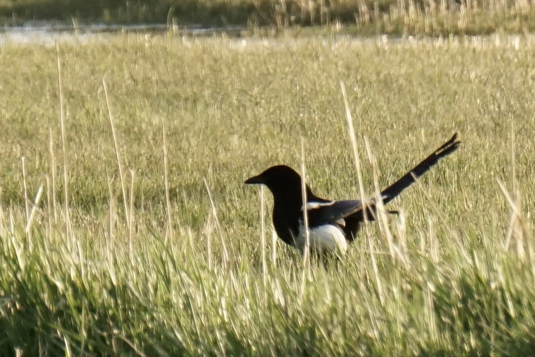 Black-billed Magpie - ML636590456