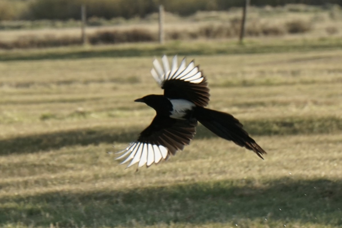 Black-billed Magpie - ML636590457