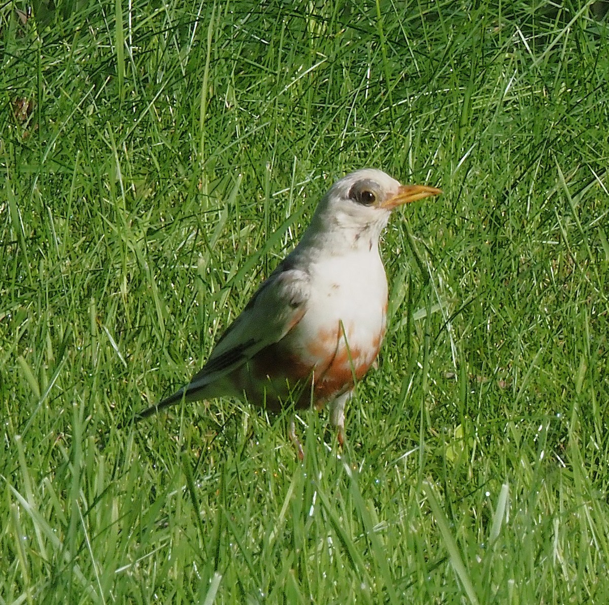American Robin - ML636590474