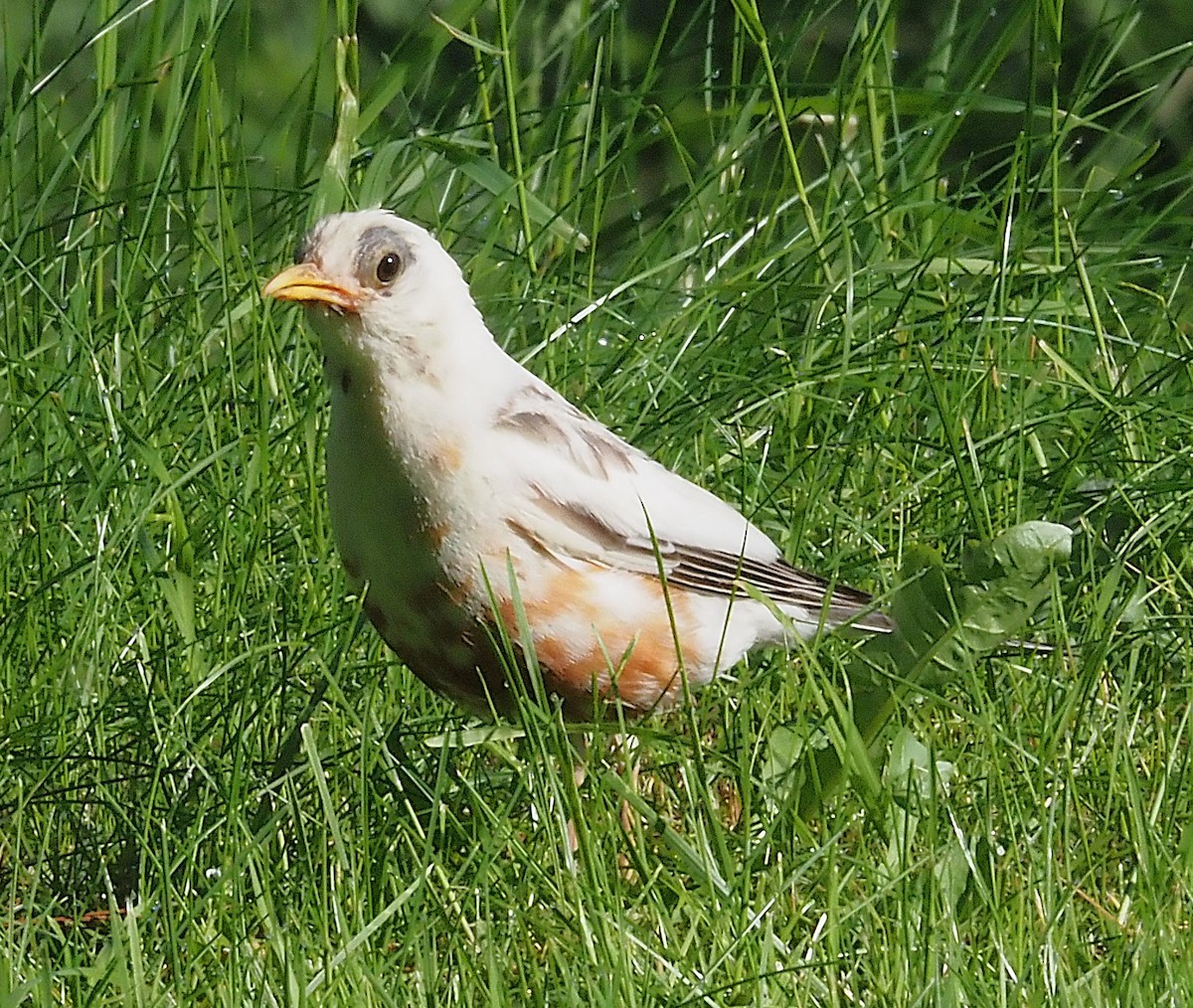 American Robin - ML636590475
