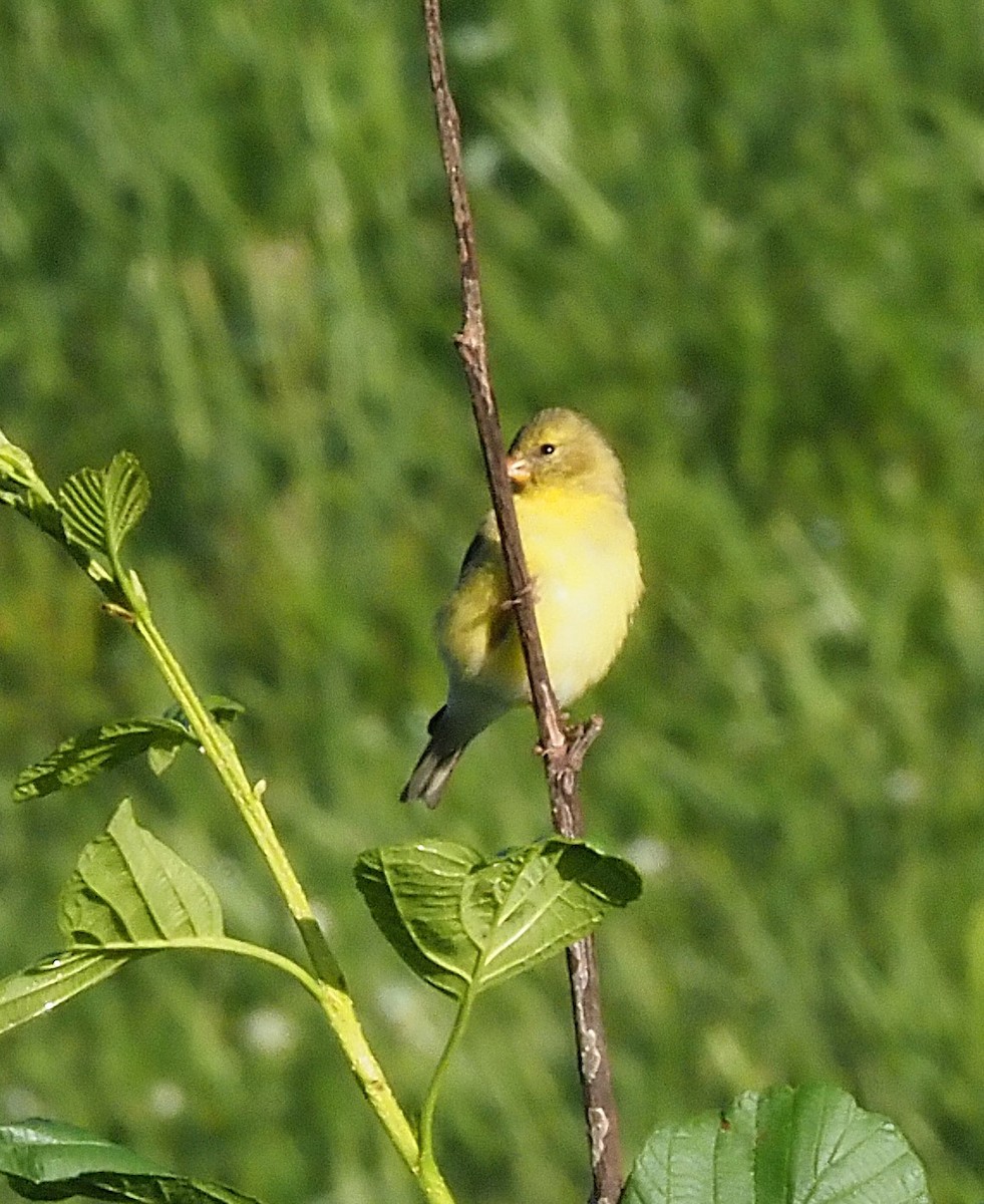 American Goldfinch - ML636590490