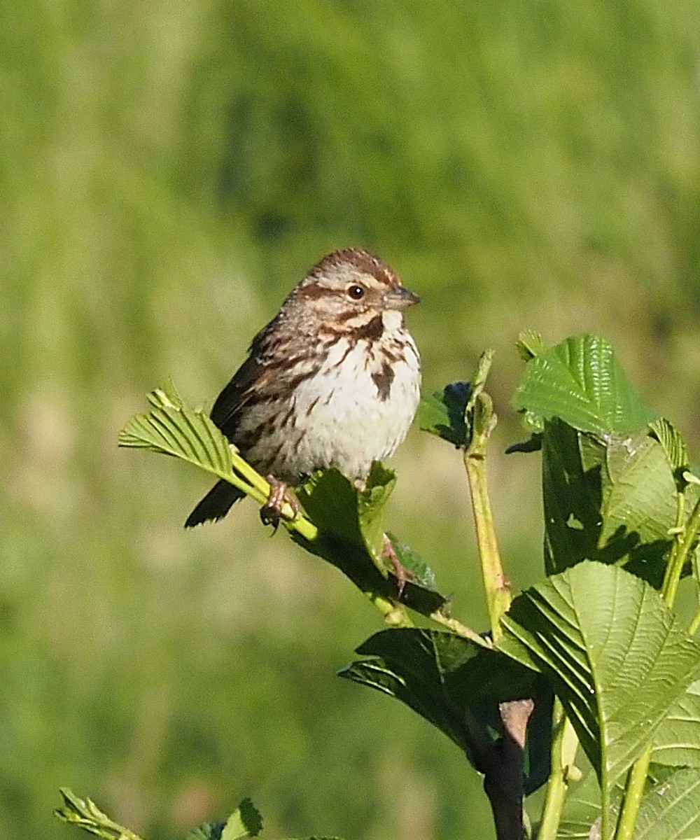 Song Sparrow - ML636590509