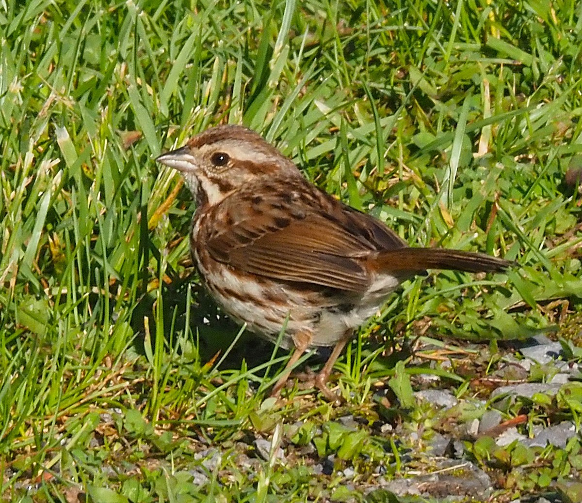 Song Sparrow - ML636590510
