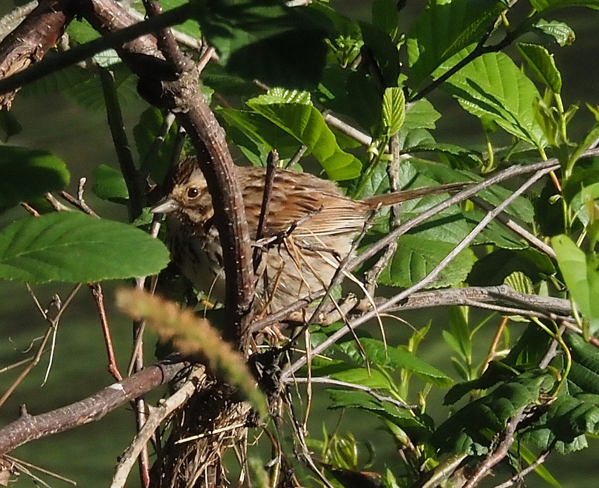 Song Sparrow - ML636590511