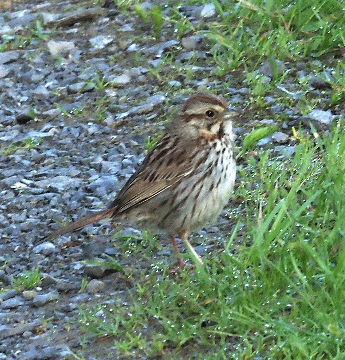 Song Sparrow - ML636590512