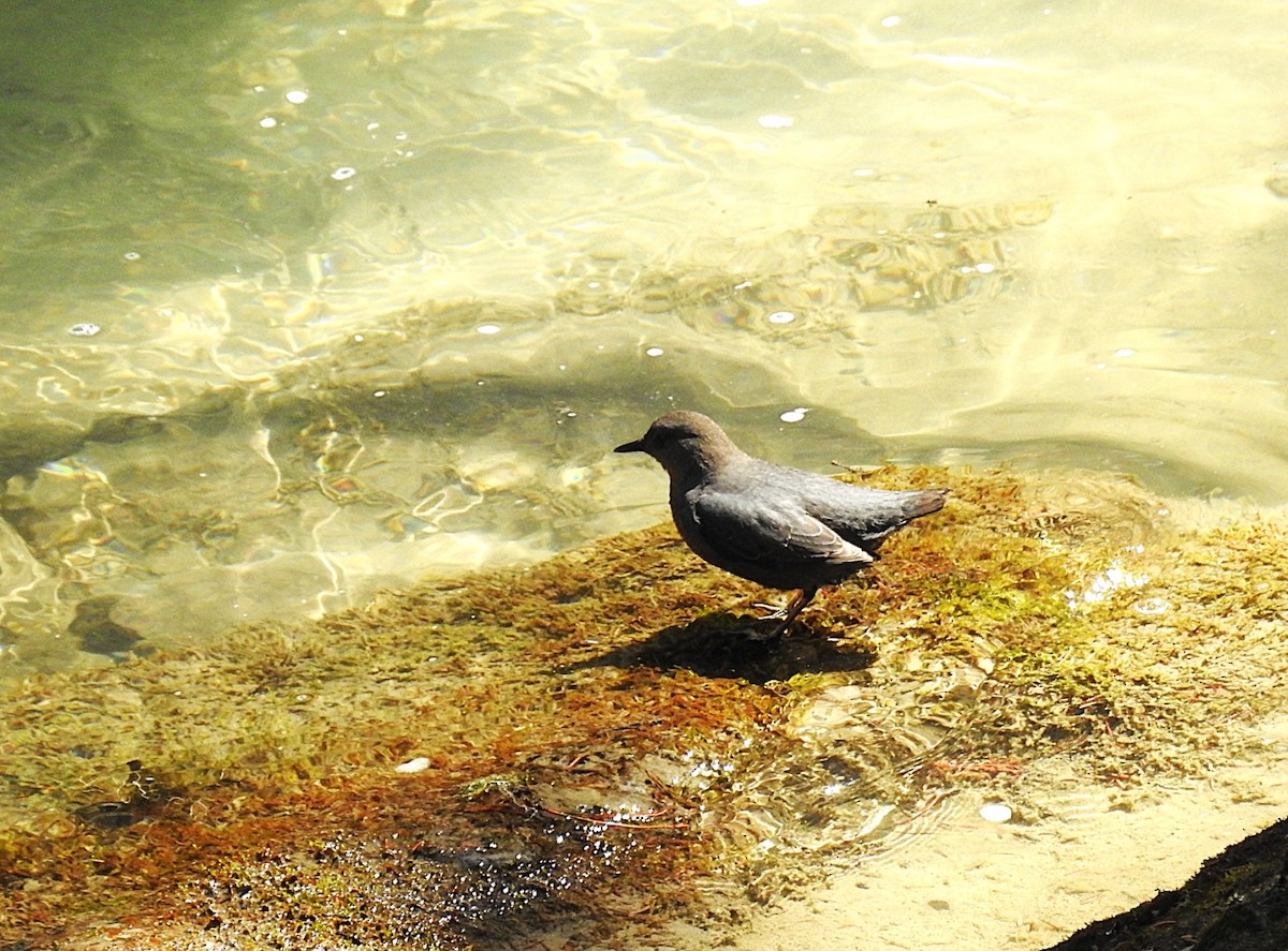 American Dipper - ML636590528