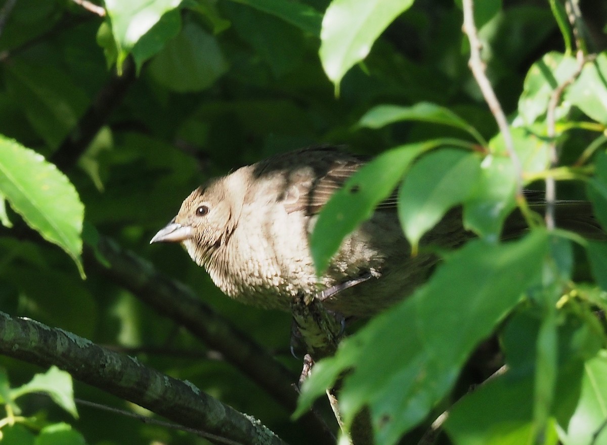 Brown-headed Cowbird - ML636590543
