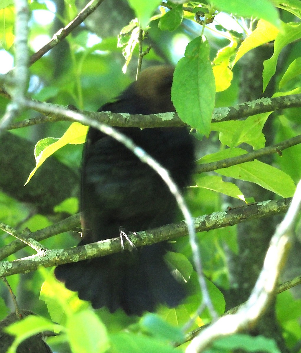 Brown-headed Cowbird - ML636590544