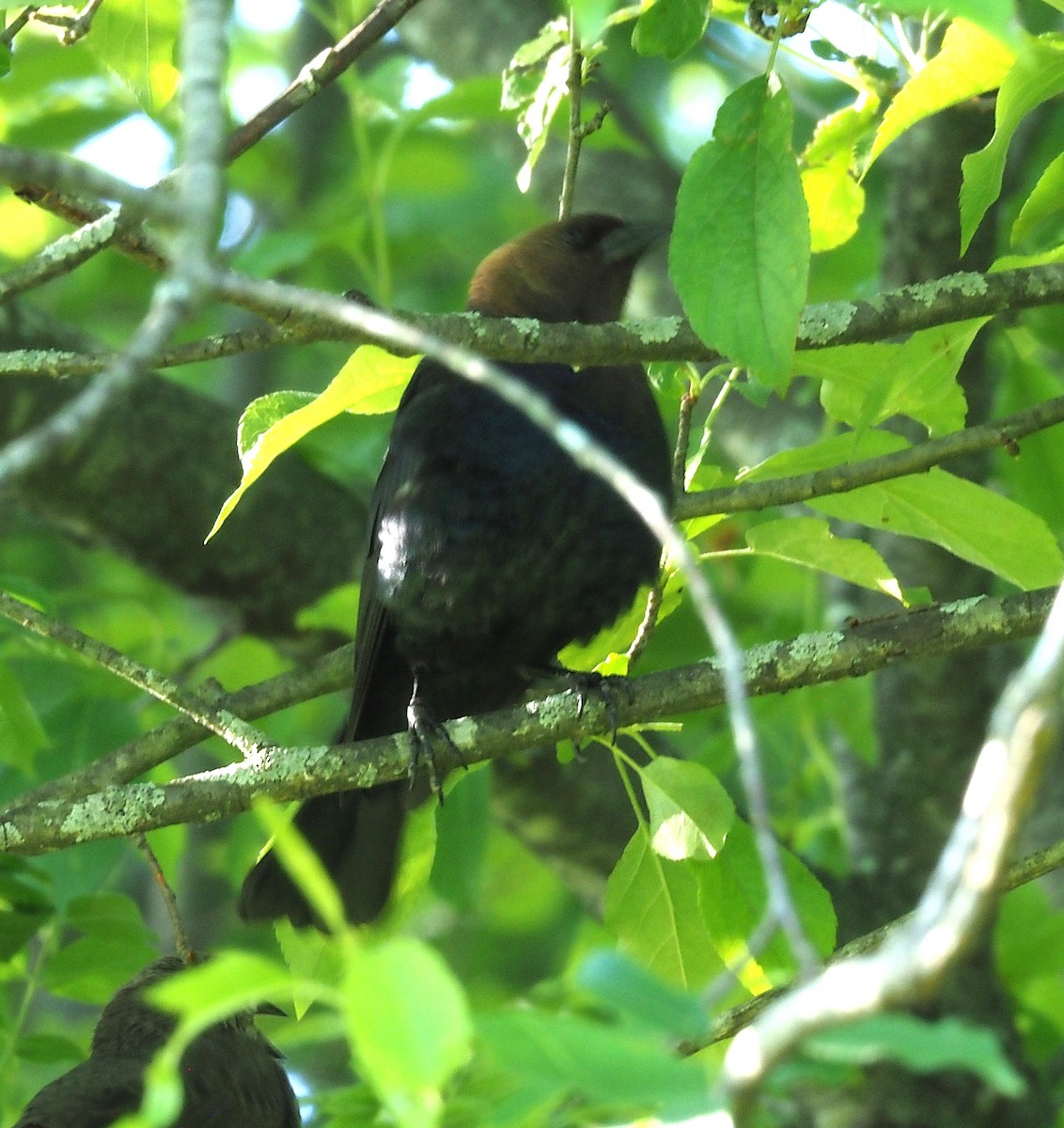 Brown-headed Cowbird - ML636590545