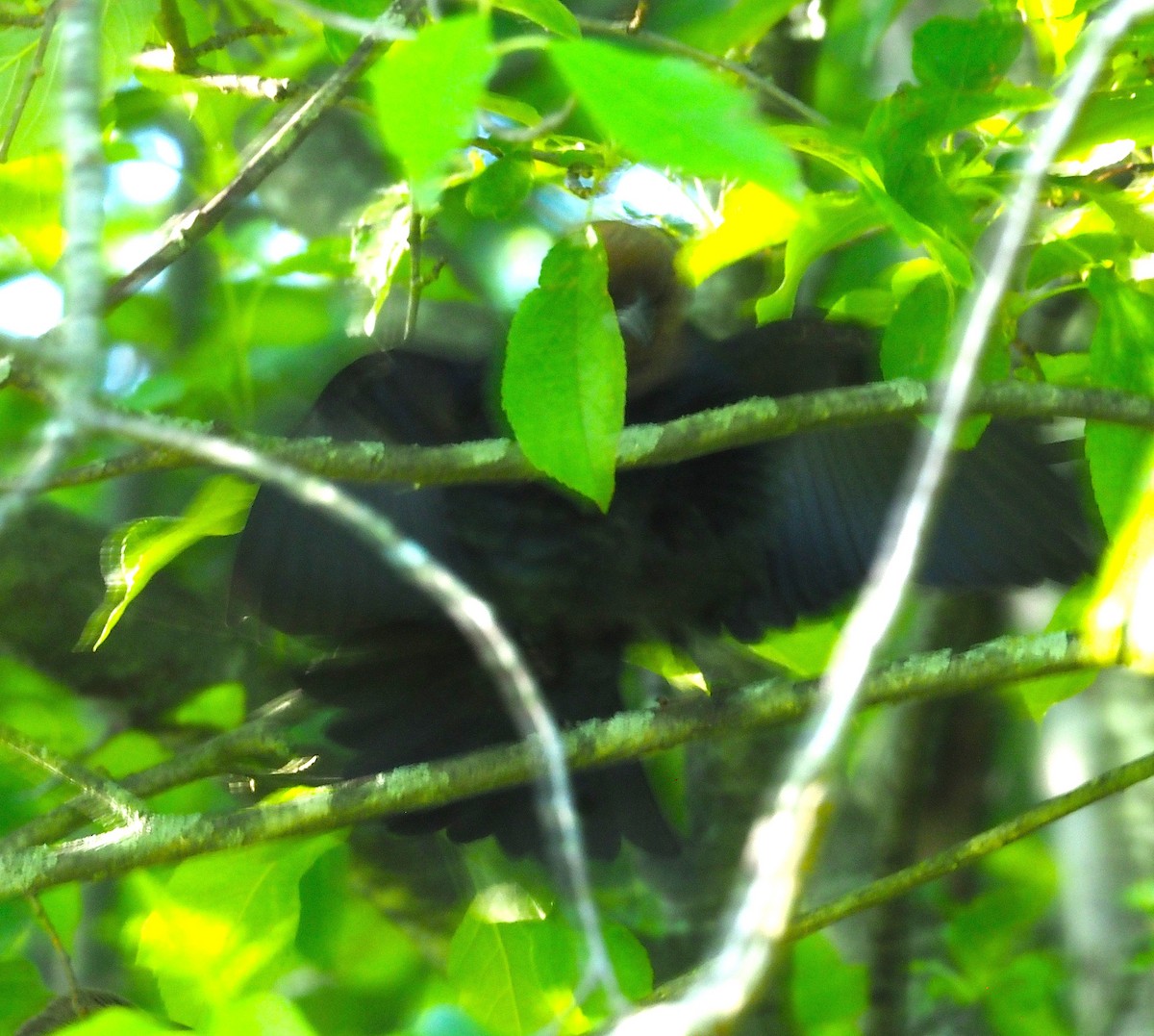 Brown-headed Cowbird - ML636590546