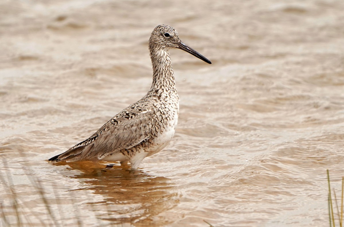 Willet (Western) - ML636590572