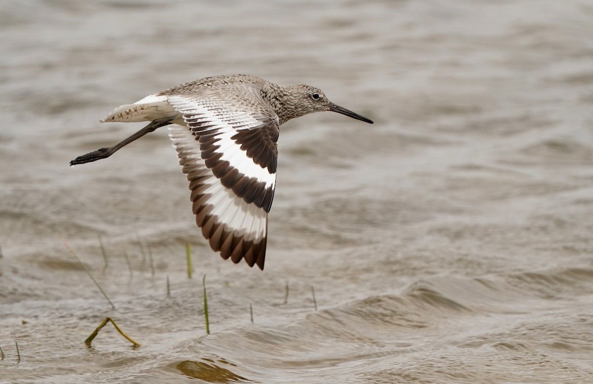 Willet (Western) - ML636590574