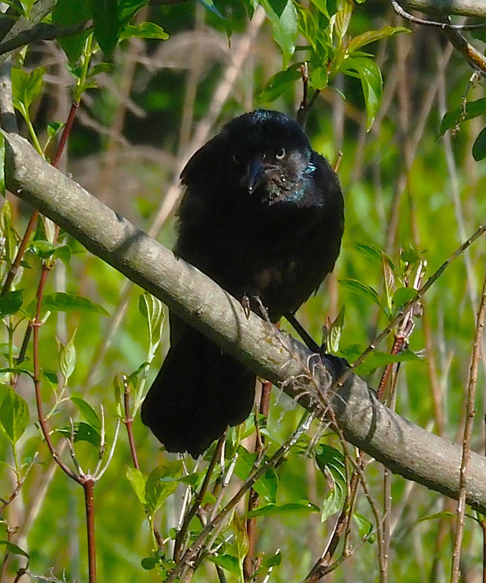 Common Grackle - ML636590584