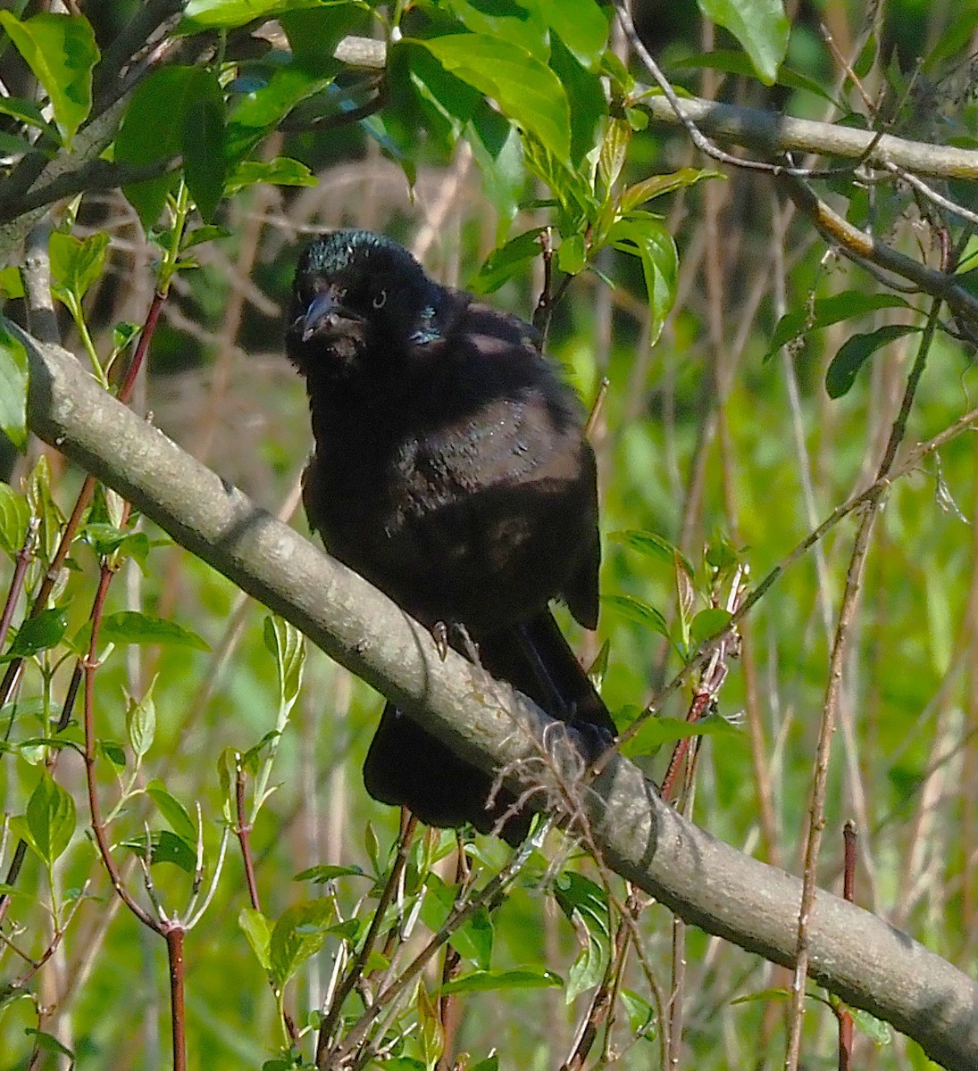 Common Grackle - ML636590586