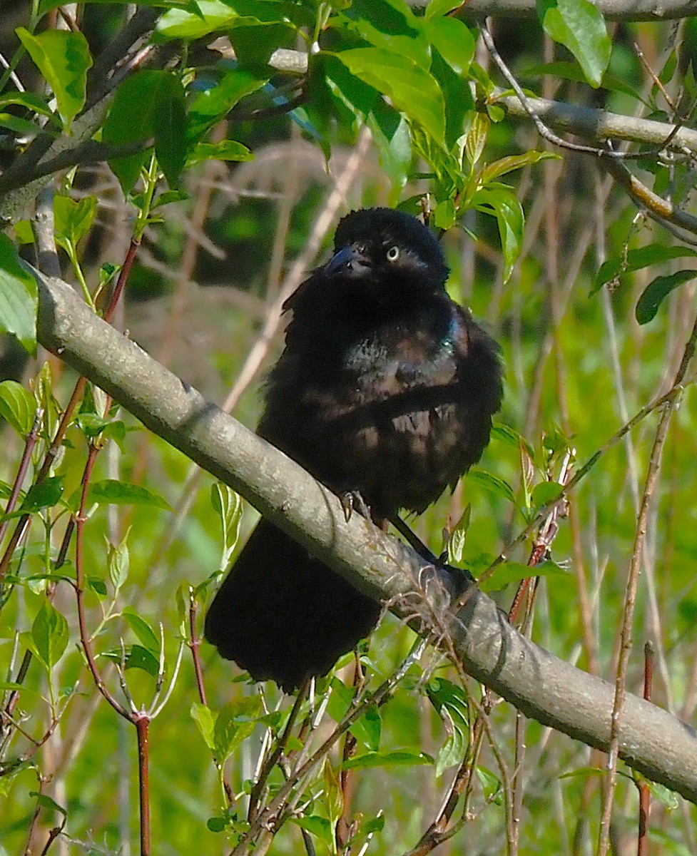 Common Grackle - ML636590587