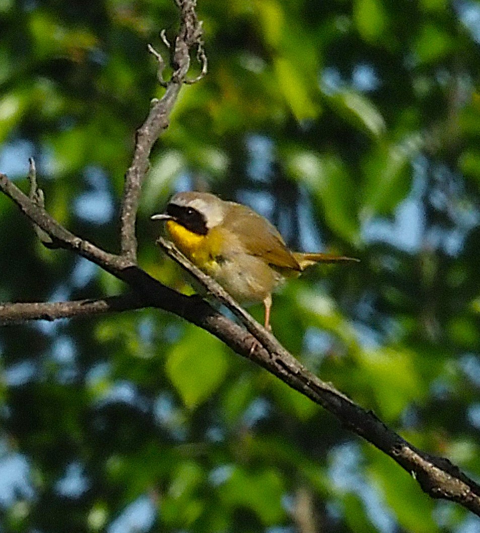 Common Yellowthroat - ML636590613