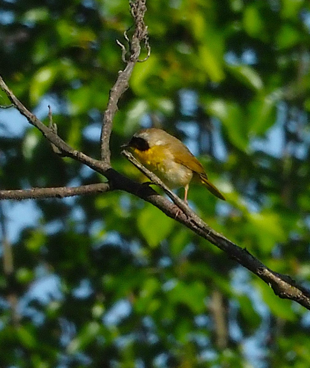 Common Yellowthroat - ML636590614