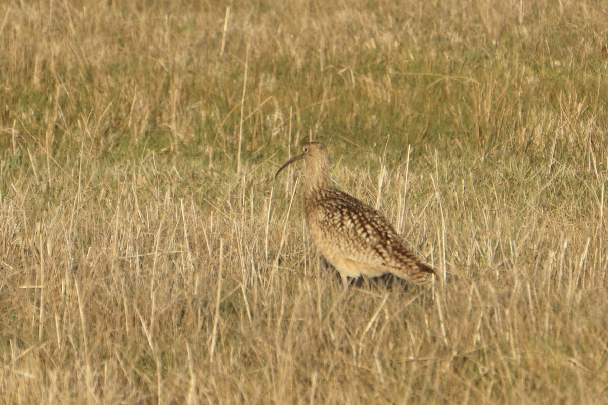 Long-billed Curlew - ML636590619