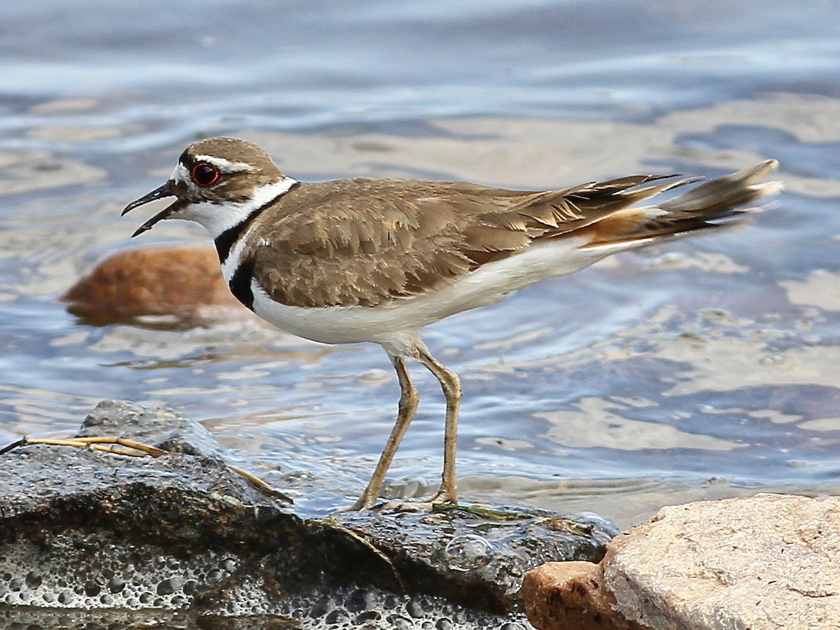 Killdeer - ML636590635