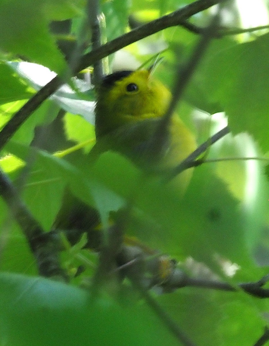 Wilson's Warbler - ML636590636