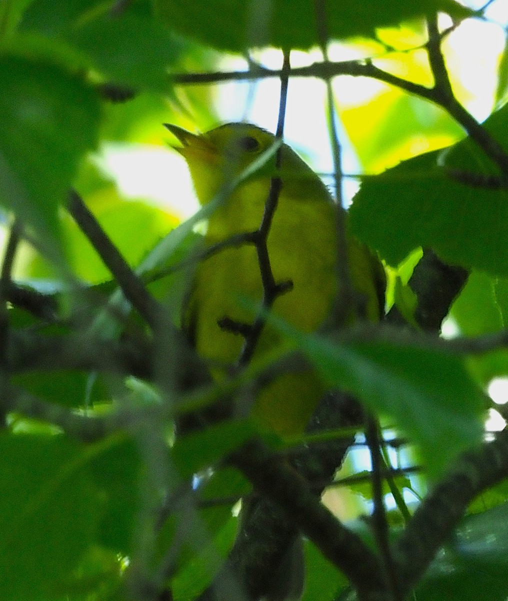 Wilson's Warbler - ML636590637