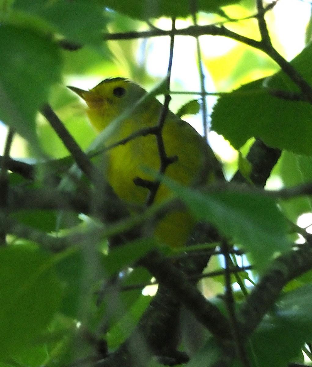 Wilson's Warbler - ML636590638