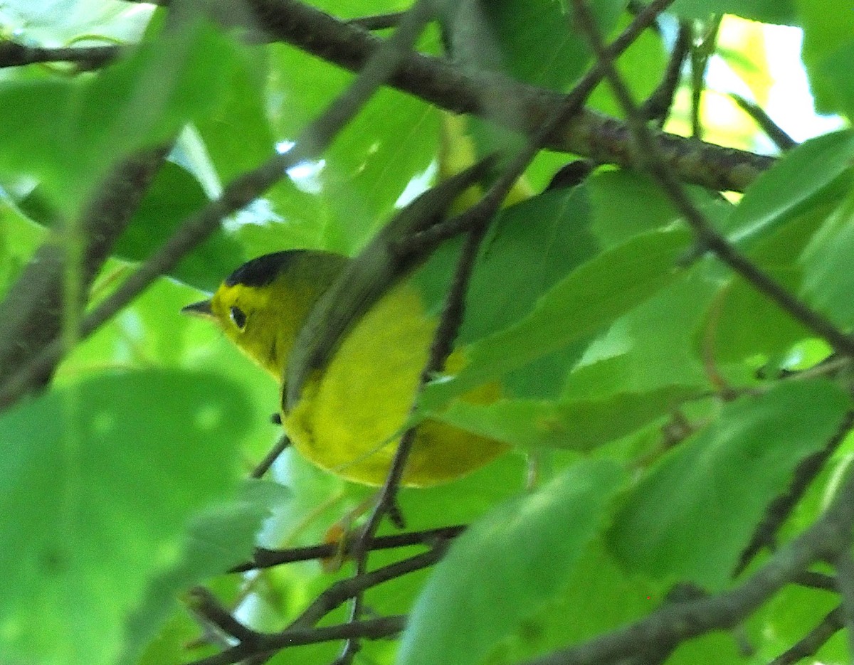 Wilson's Warbler - ML636590639