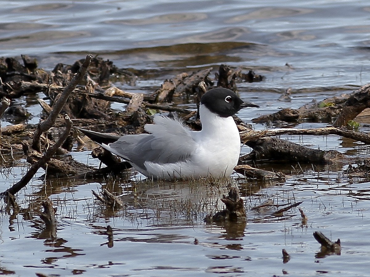 Bonaparte's Gull - ML636590647