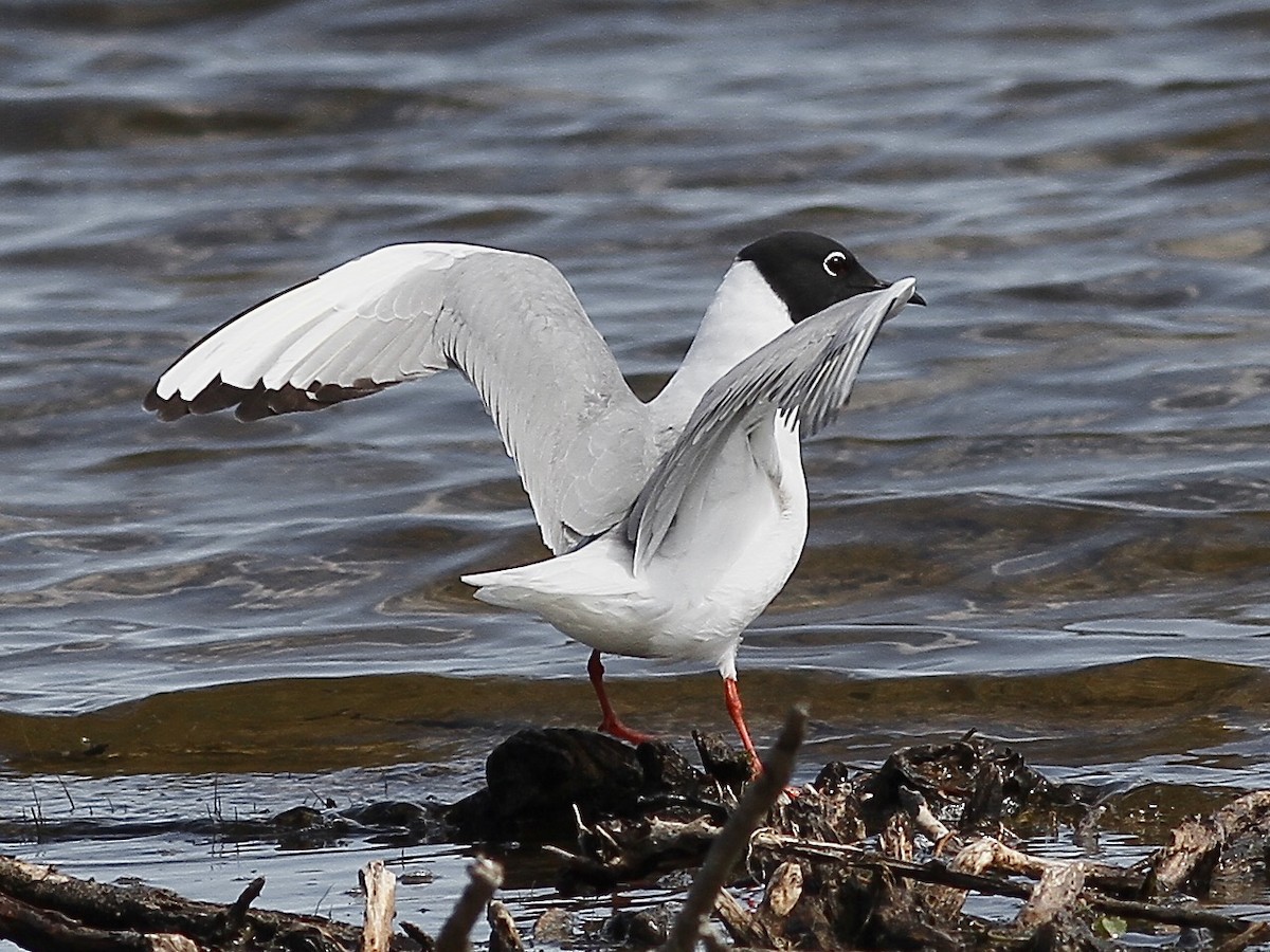 Bonaparte's Gull - ML636590648