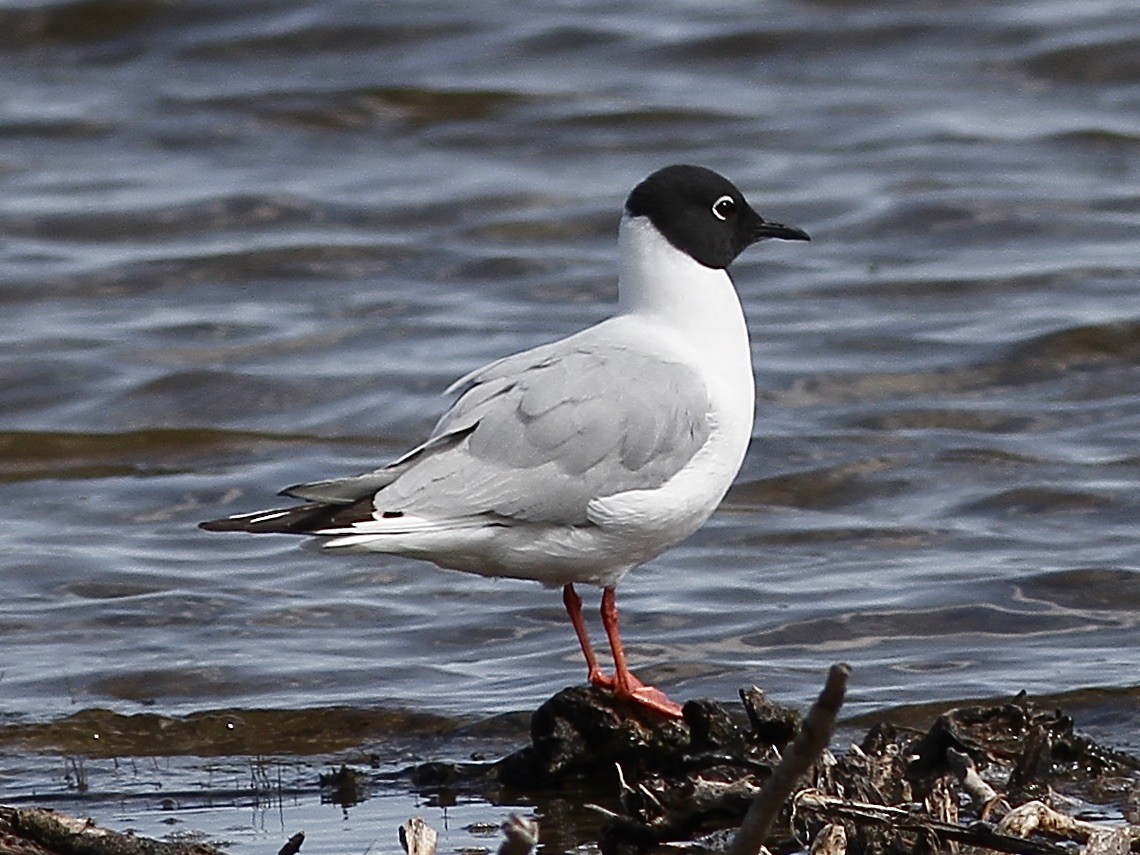 Bonaparte's Gull - ML636590649