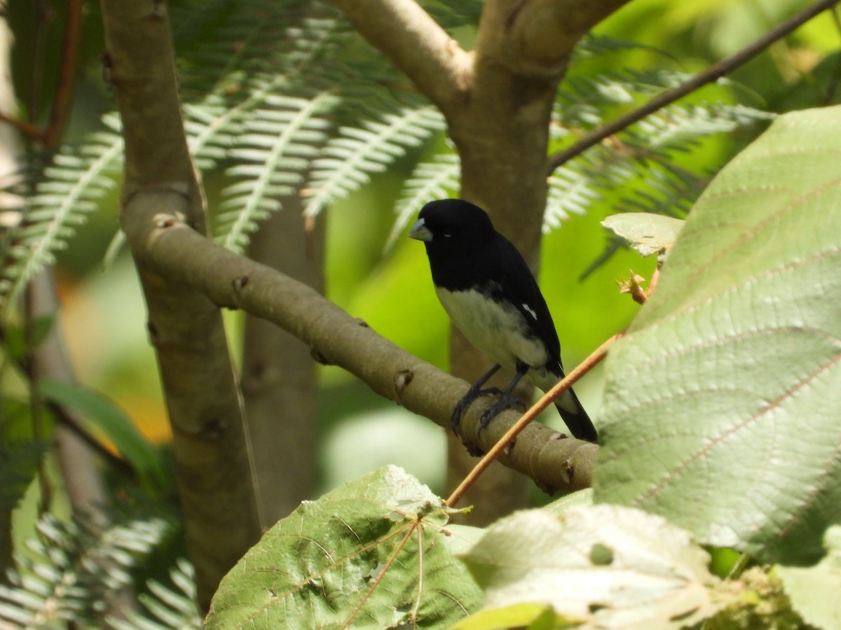 Black-and-white Seedeater - ML636590660