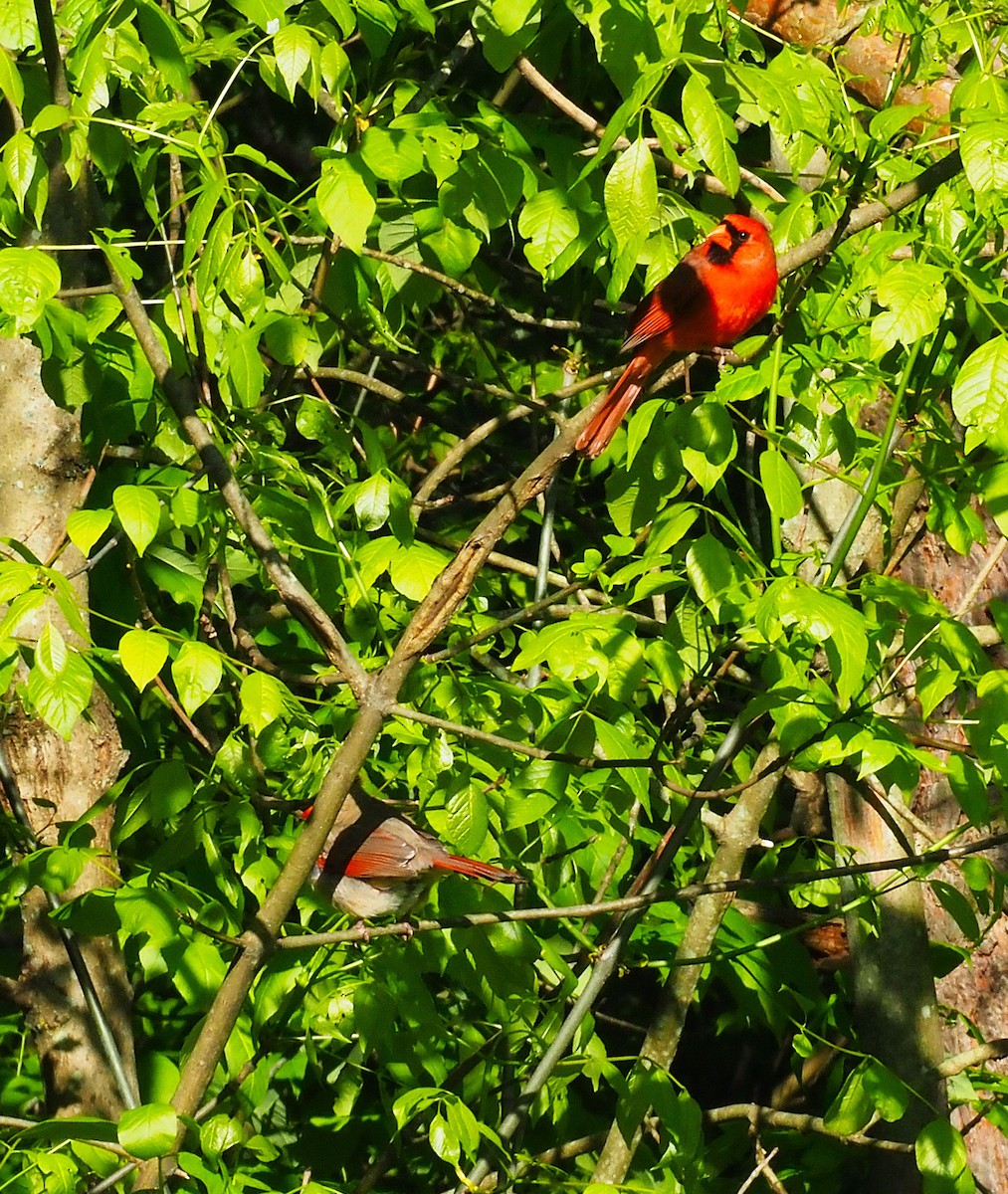 Northern Cardinal - ML636590674