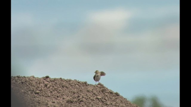 Savannah Sparrow (Savannah) - ML636590675