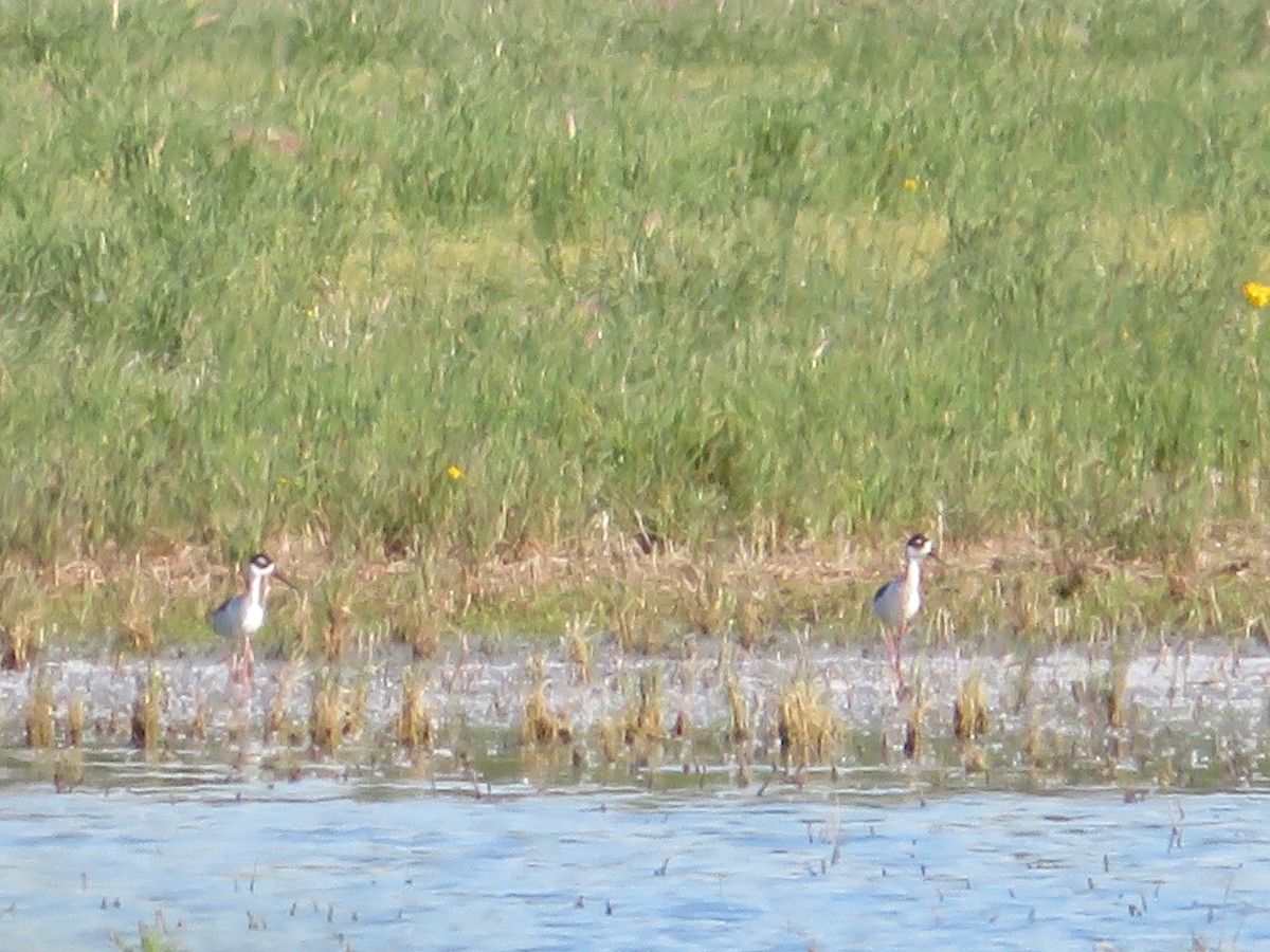 Black-necked Stilt - ML636590725