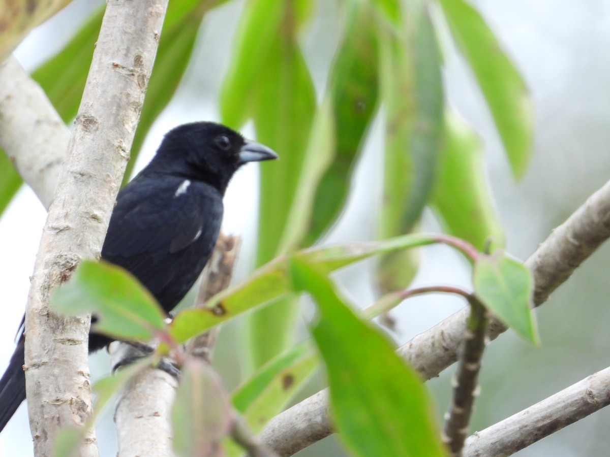 White-lined Tanager - ML636590726
