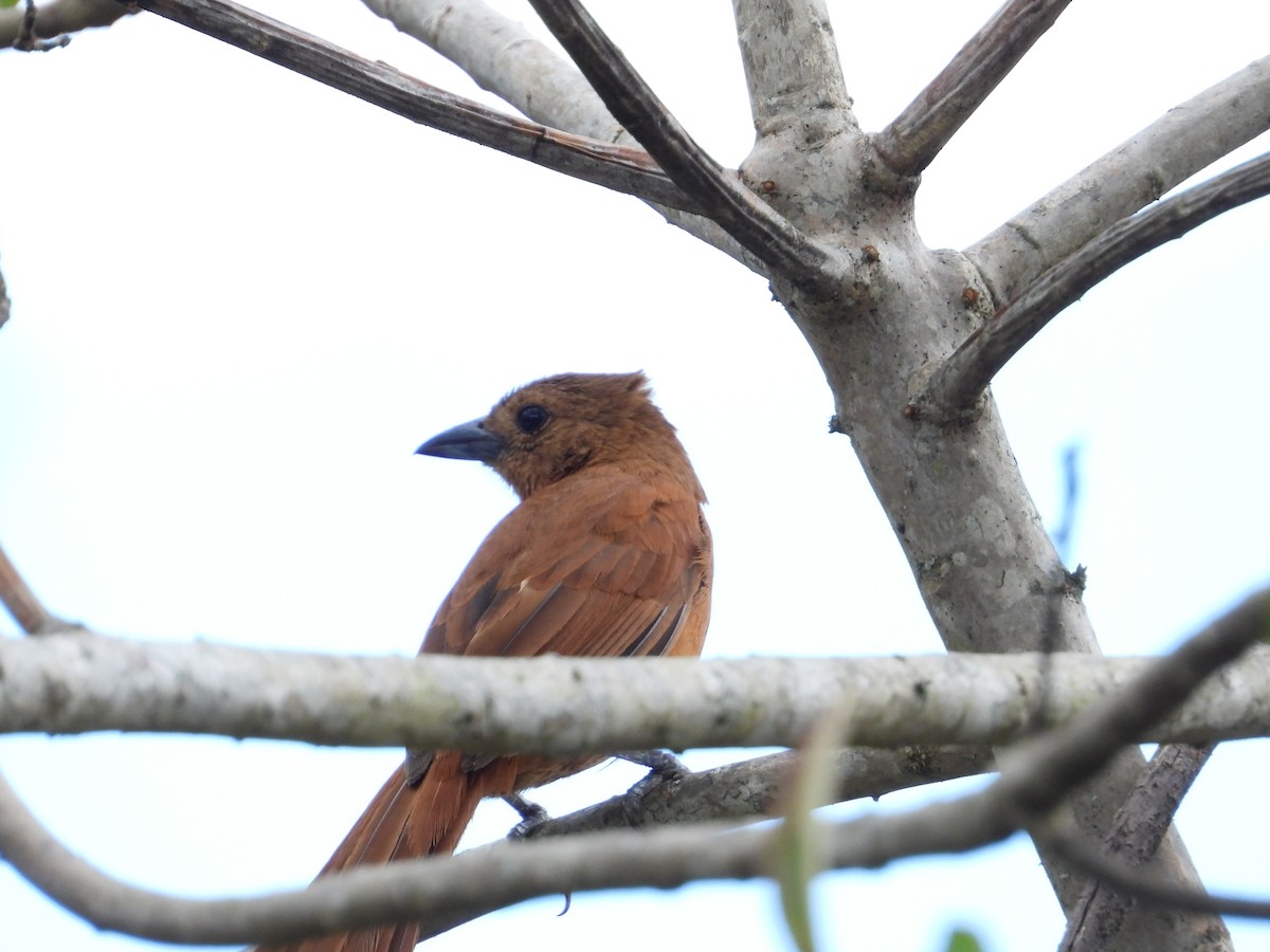White-lined Tanager - ML636590727