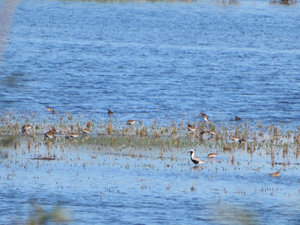 Black-bellied Plover - ML636590757