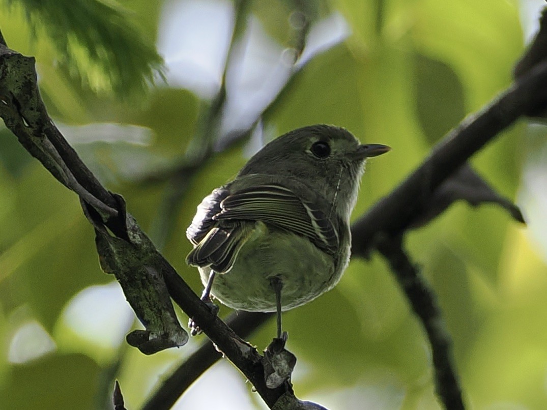 Hutton's Vireo - ML636590758