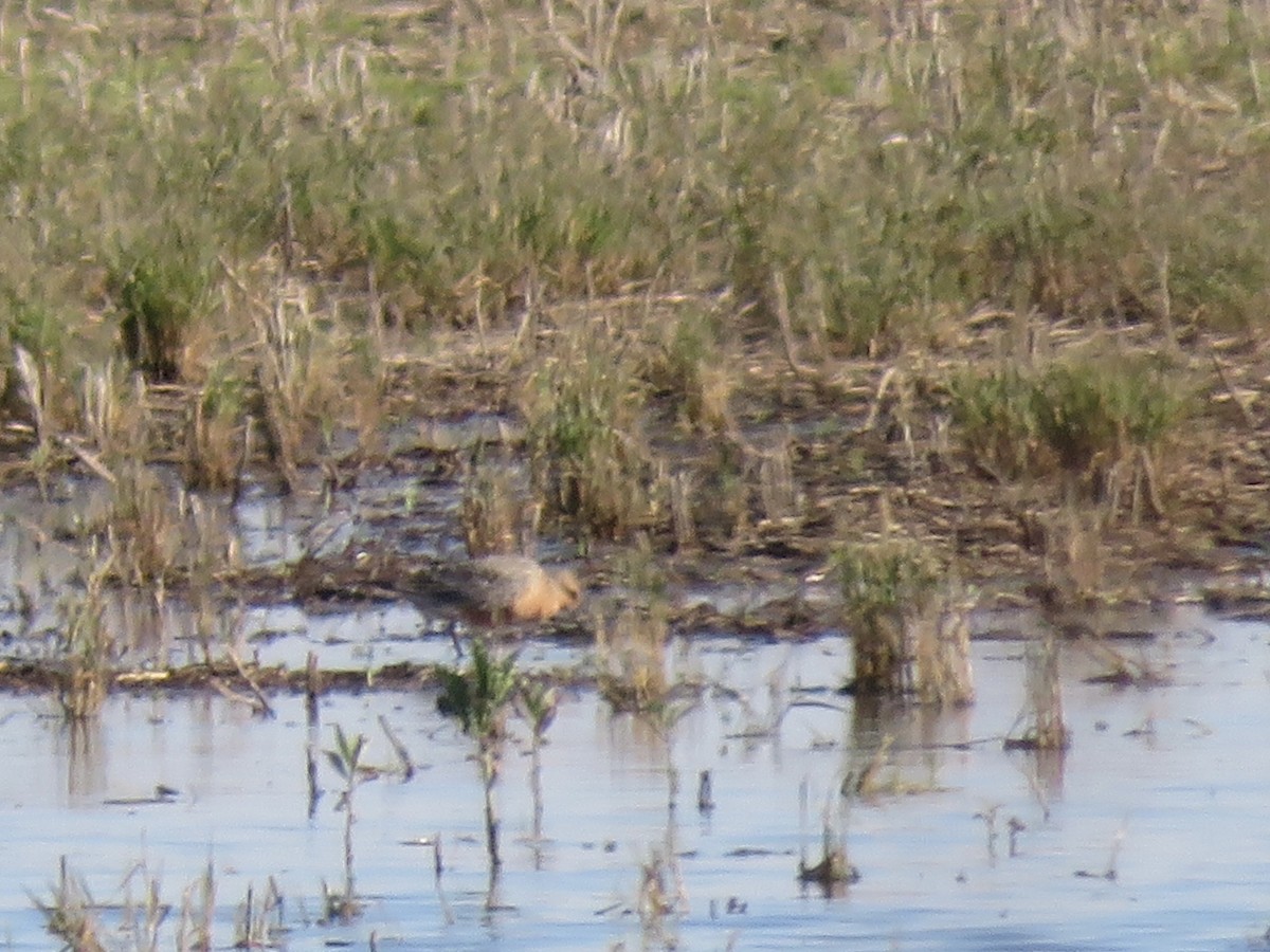 Red Knot - ML636590793