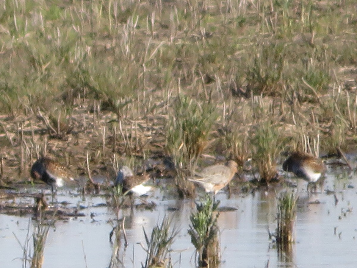 Red Knot - ML636590794