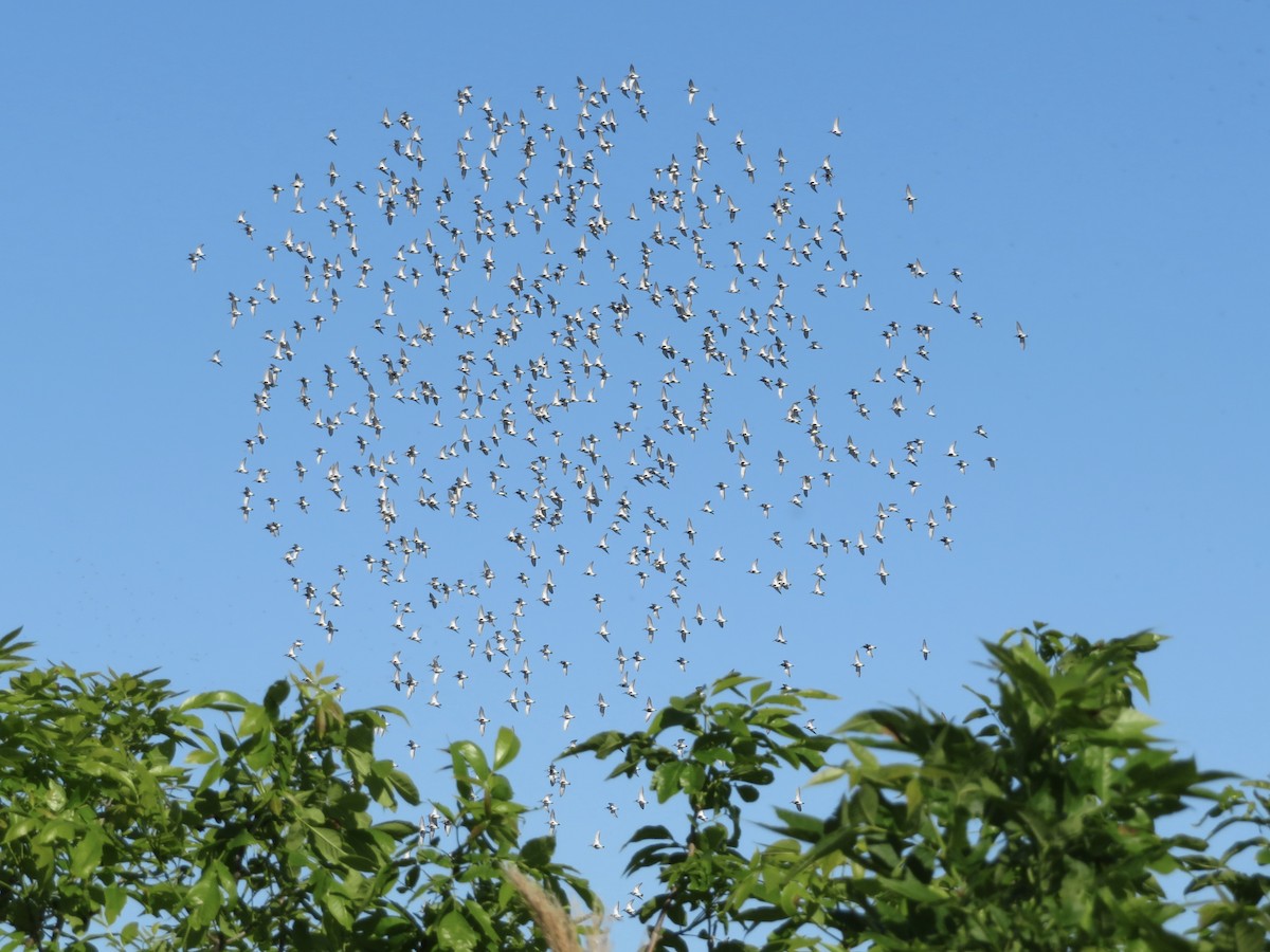 Dunlin - ML636590847