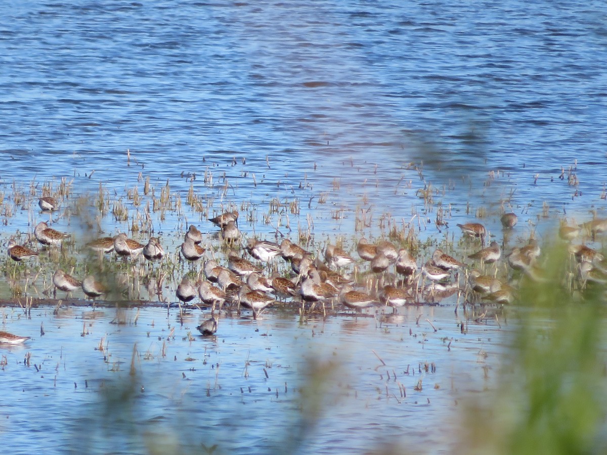 Dunlin - ML636590848