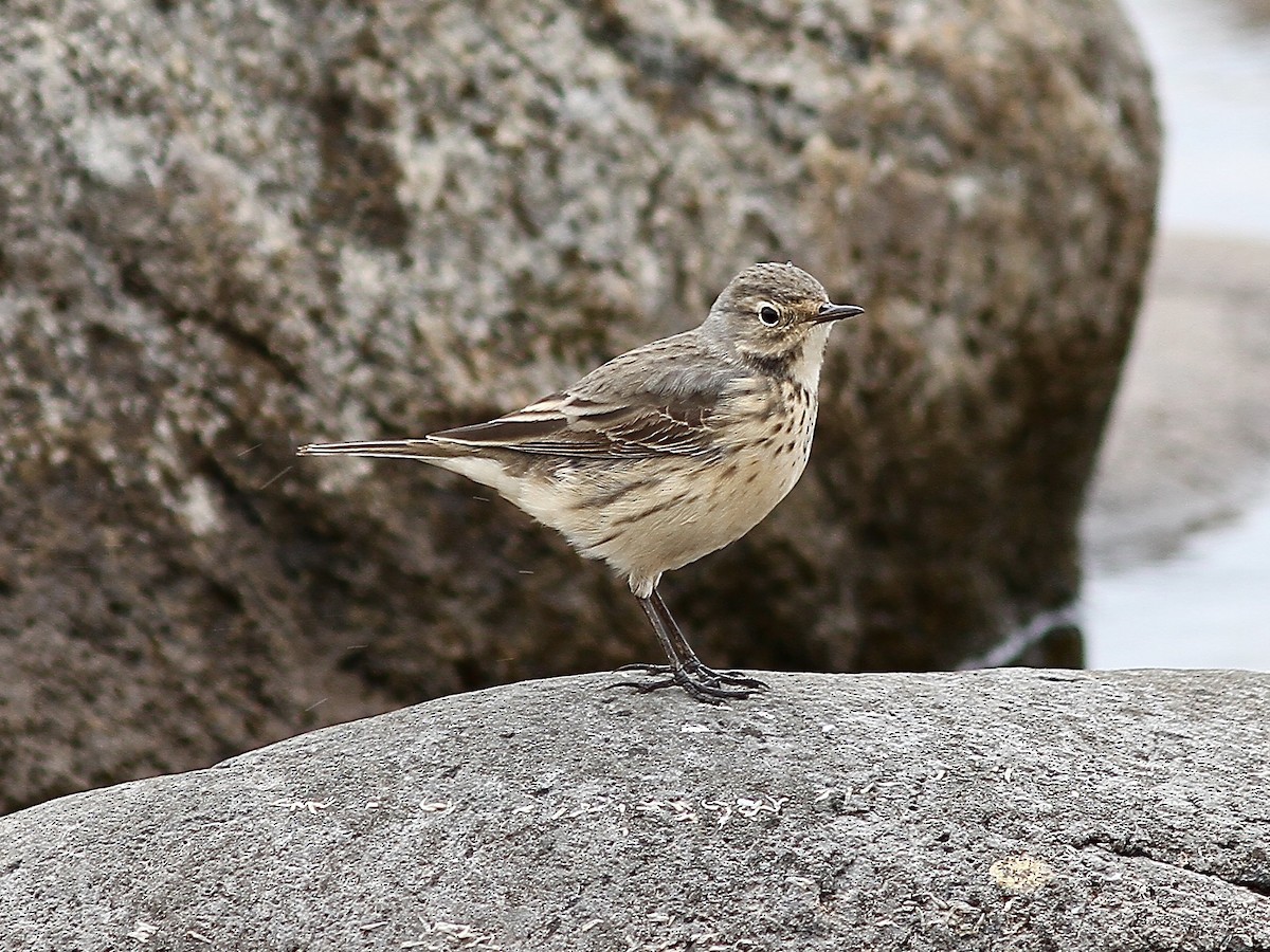 American Pipit - ML636590856