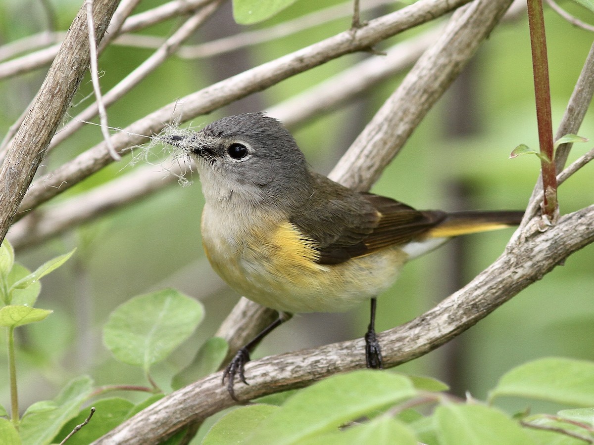 American Redstart - ML636590879