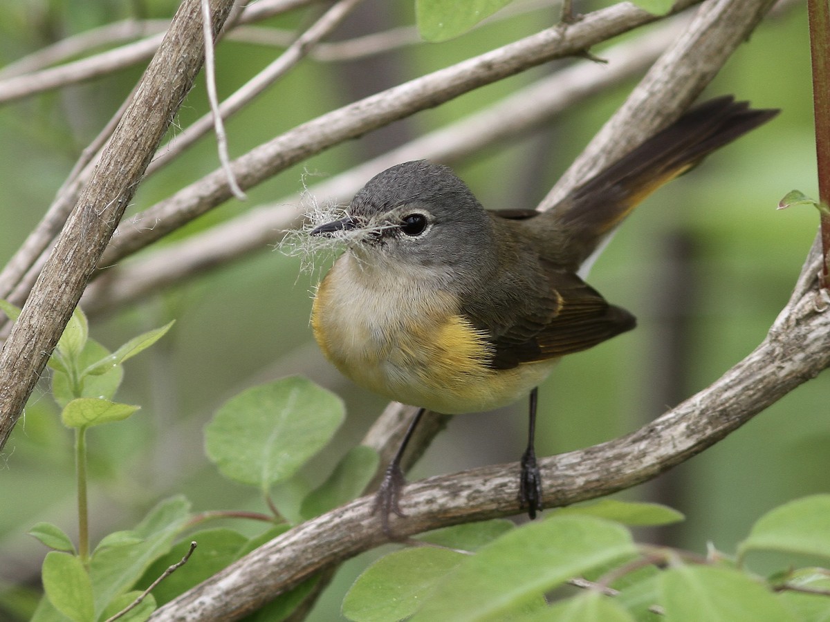 American Redstart - ML636590880