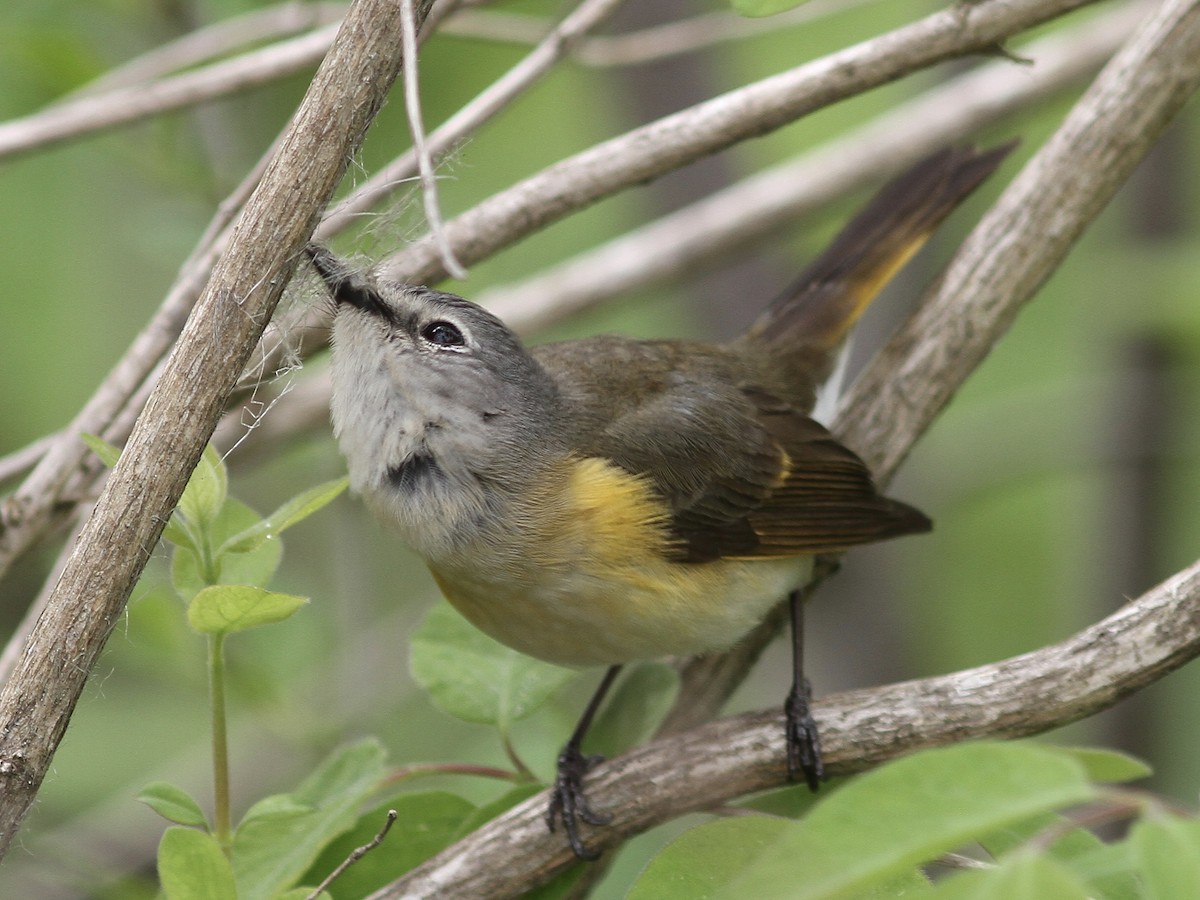 American Redstart - ML636590881