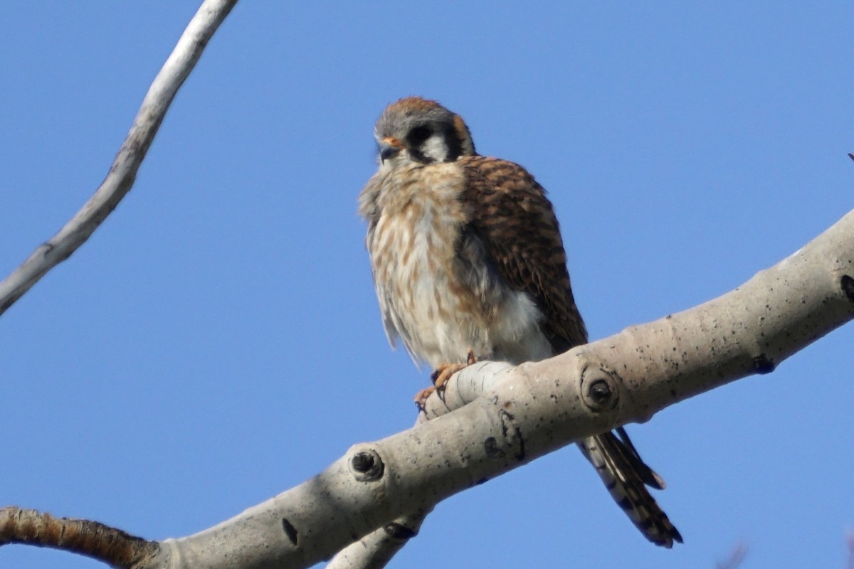 American Kestrel - ML636590942